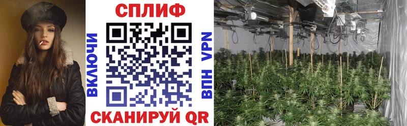 что такое   Карачаевск  кракен ссылки  Бошки Шишки White Widow 